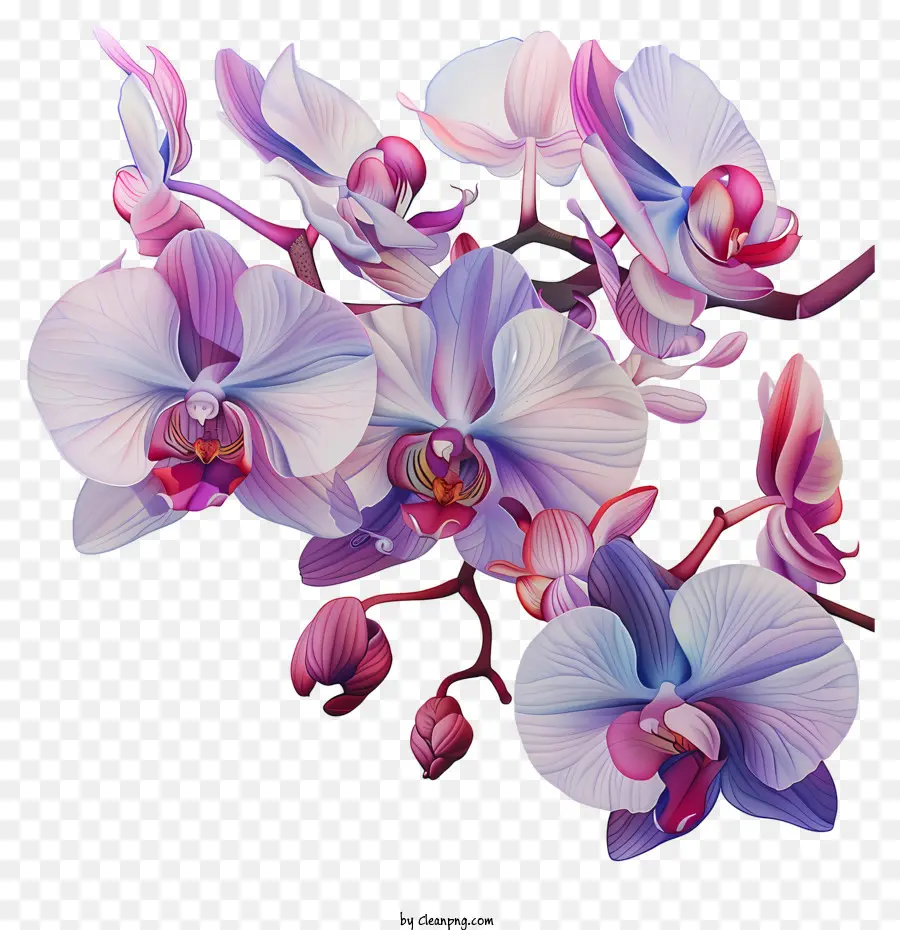 Jour D'orchidée，Les Orchidées PNG