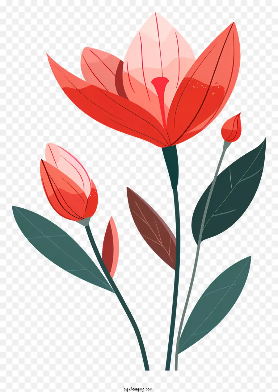 Fleur Et Bourgeon，Fleur Rouge PNG