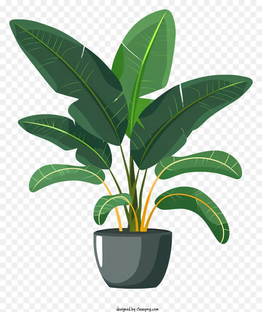 Plante En Pot，Bananier PNG