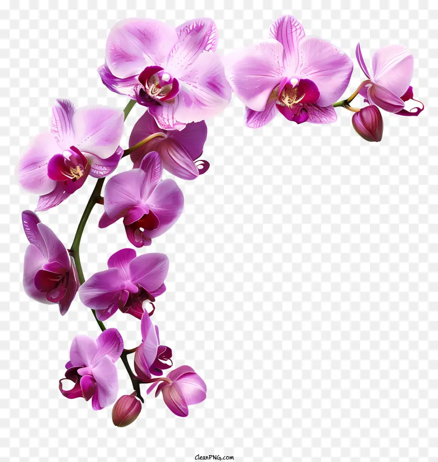 Jour D'orchidée，Orchidée Rose PNG