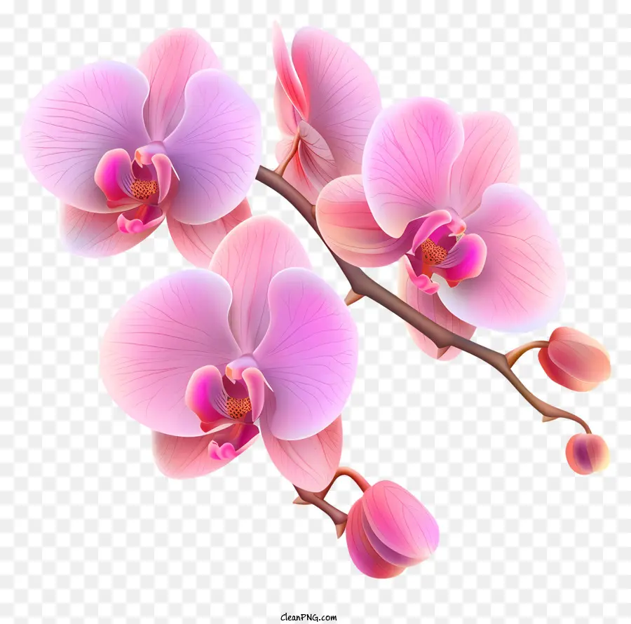 Jour D'orchidée，Orchidée Rose PNG