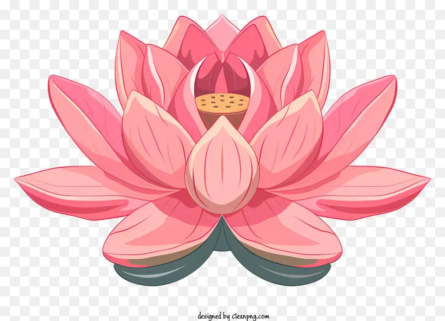 Fleur De Lotus，Fleur De Lotus Rose PNG