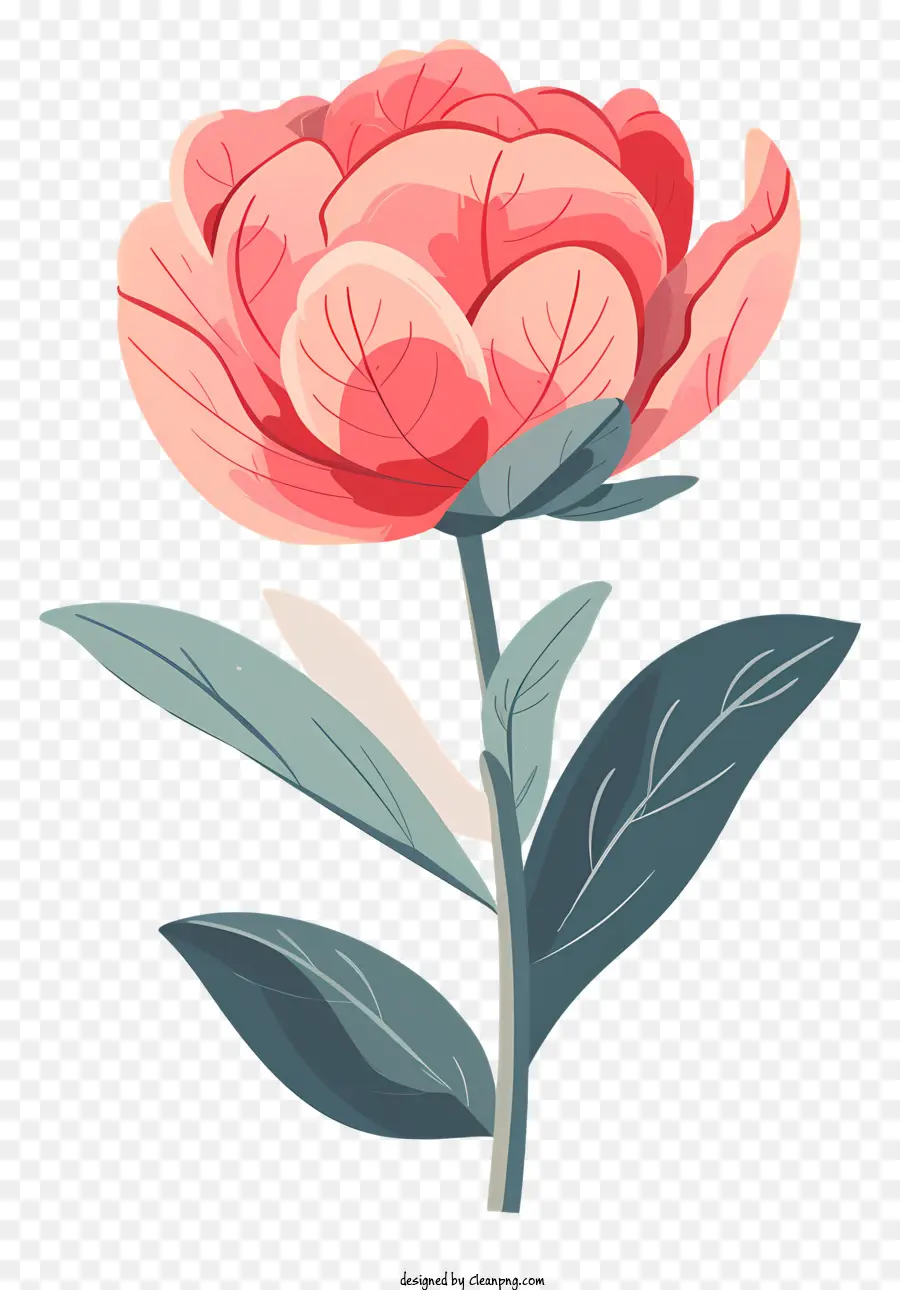 Fleurs De Pivoine，Fleur Rose PNG