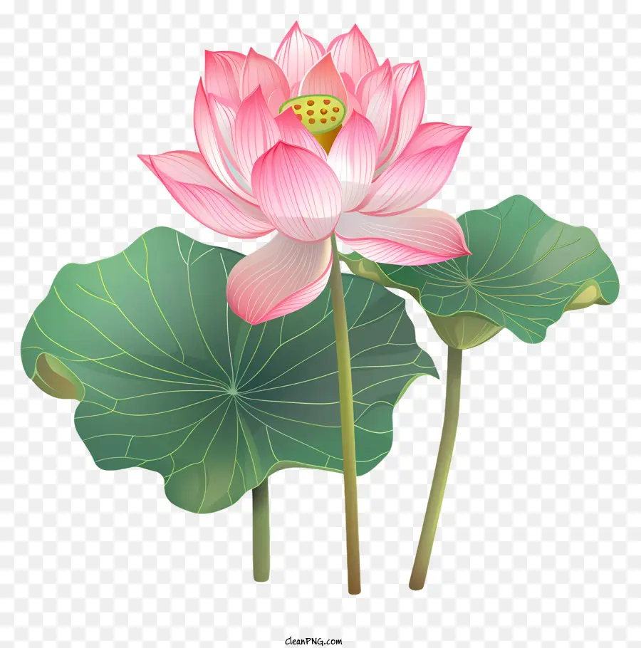 Fleur De Lotus，Rose PNG