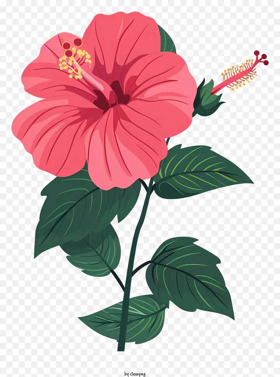 Rose Fleur D'hibiscus，Fleur Rose PNG