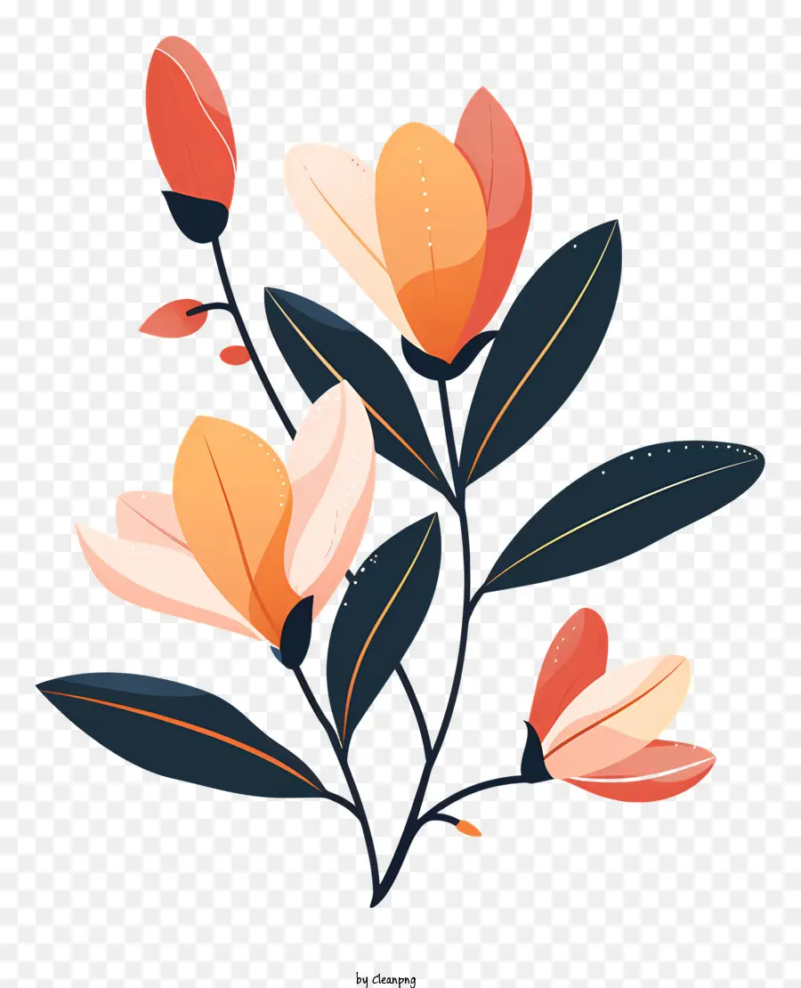 Magnolia Fleurs，Fleur PNG