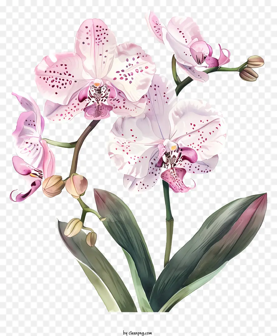 Jour D'orchidée，Peinture à L'aquarelle PNG