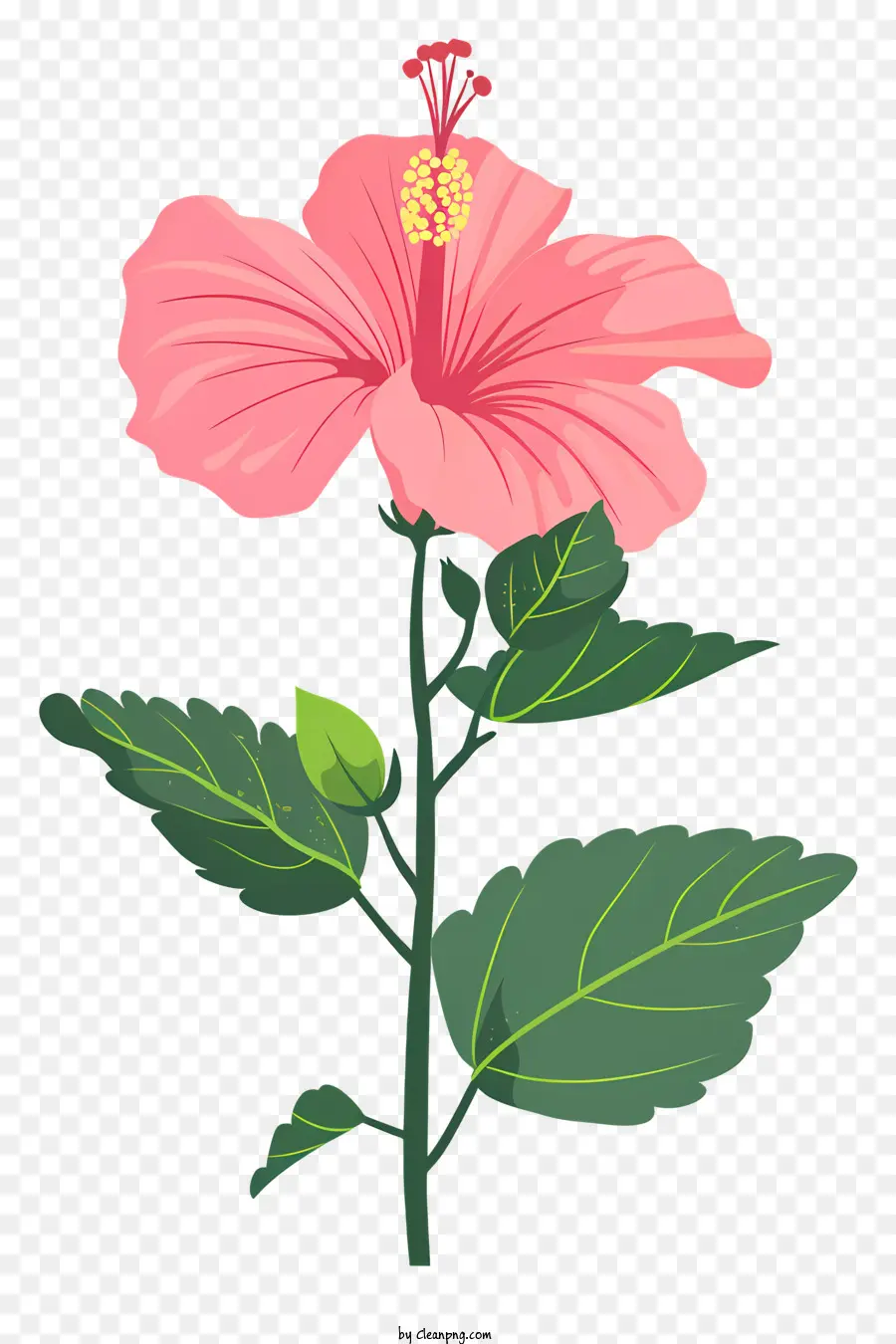 Rose Fleur D'hibiscus，Hibiscus PNG