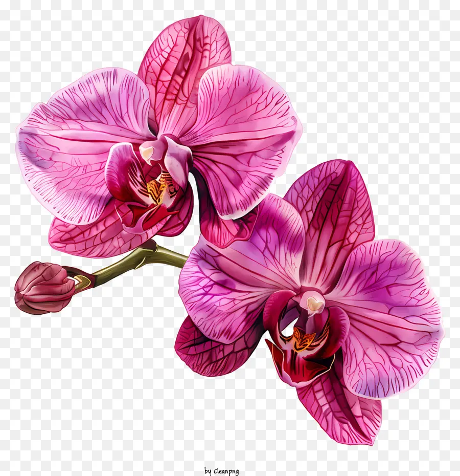 Jour D'orchidée，Orchidées Roses PNG