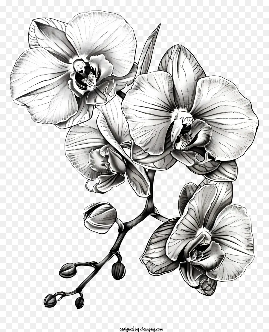 Journée Des Orchidées，Orchidées Noires PNG