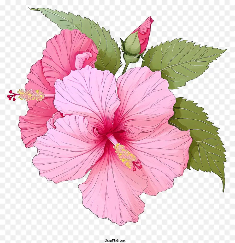 Rose Fleur D'hibiscus，Hibiscus Rose PNG