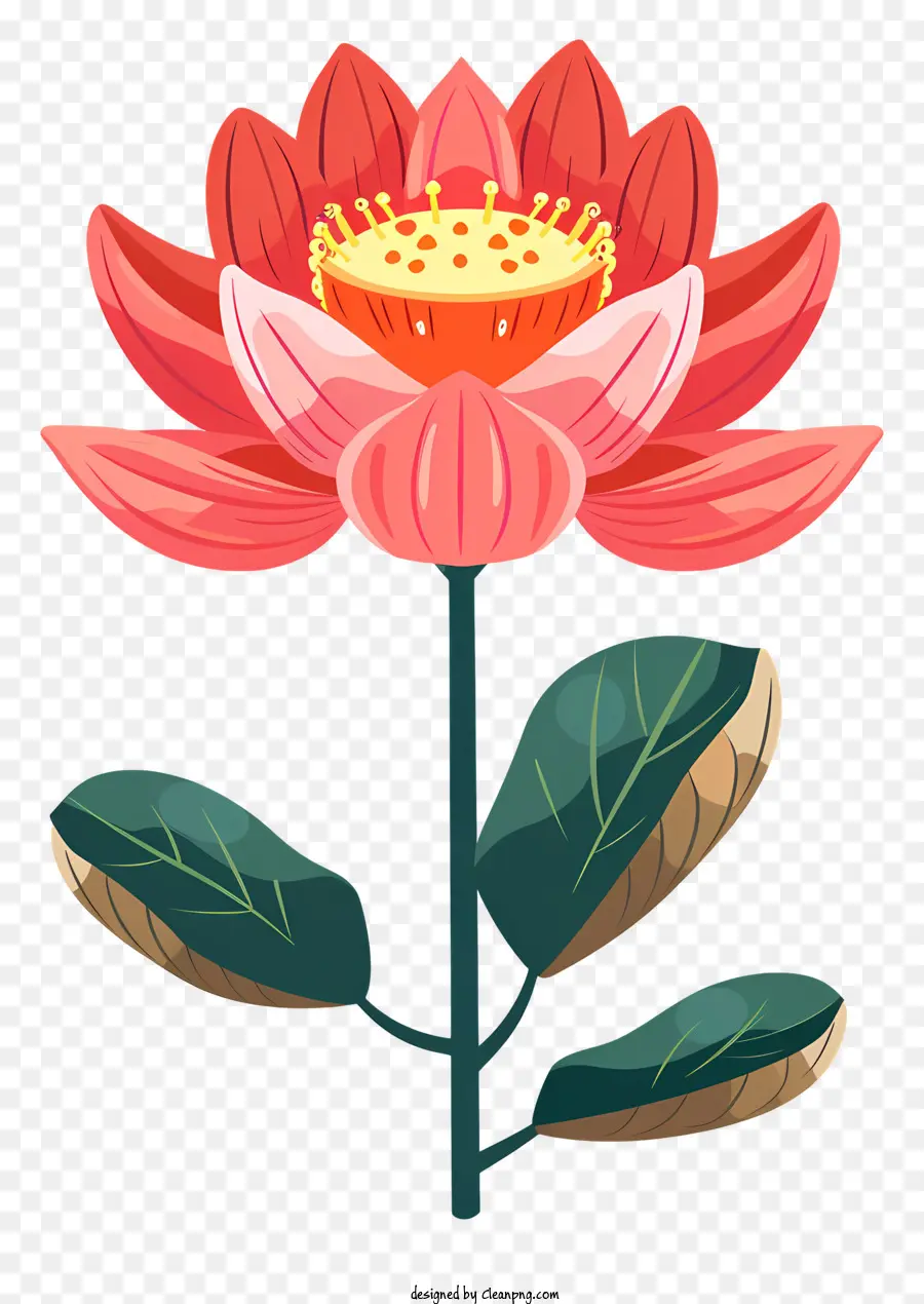 Fleur De Lotus，Fleur Rouge PNG