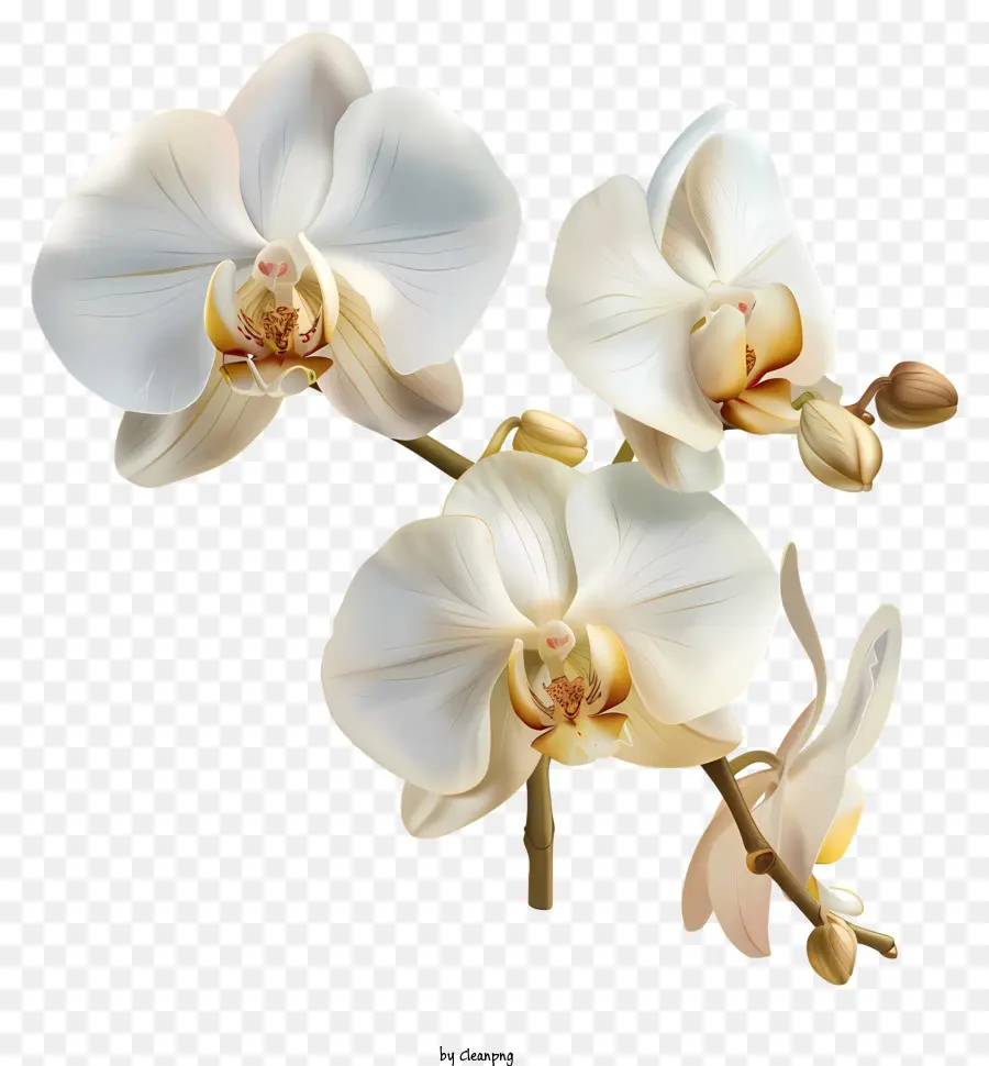 Jour D'orchidée，Orchidées Blanches PNG