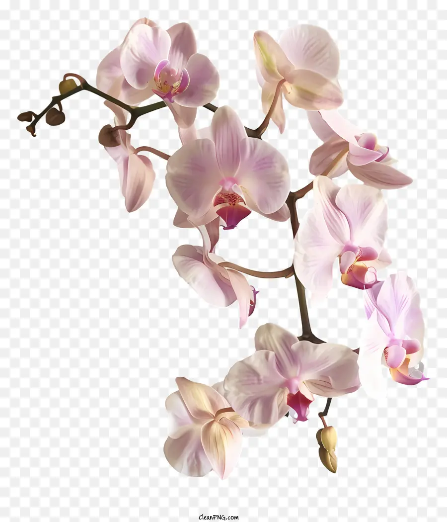 Jour D'orchidée，Orchidées Roses PNG