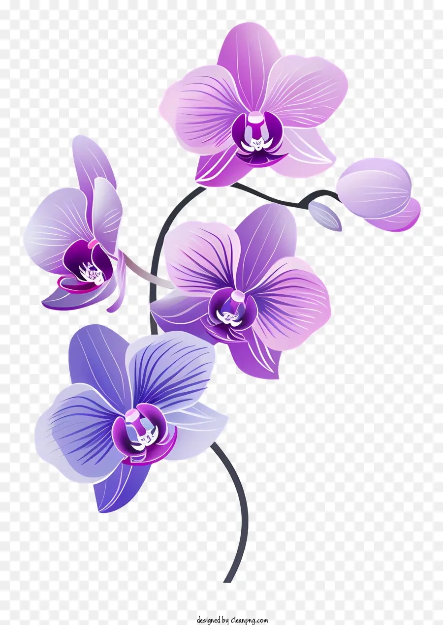 Jour D'orchidée，Orchidées Violettes PNG