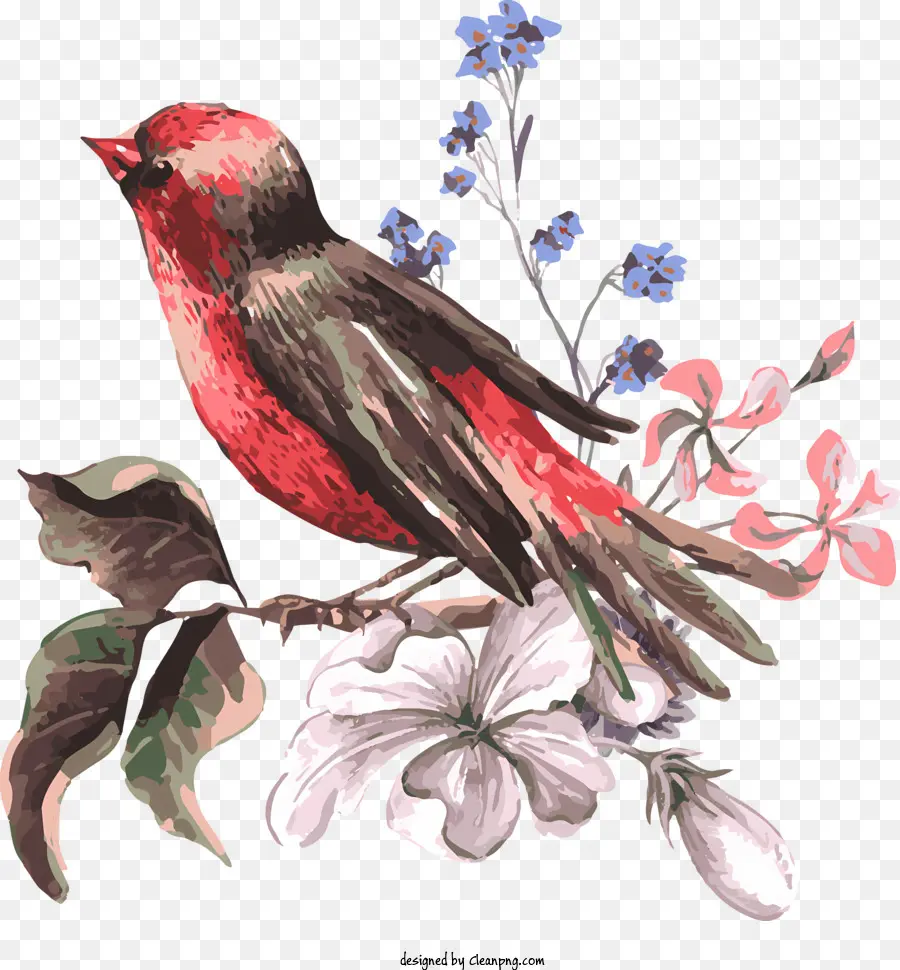 Les Oiseaux，Oiseau Rouge PNG