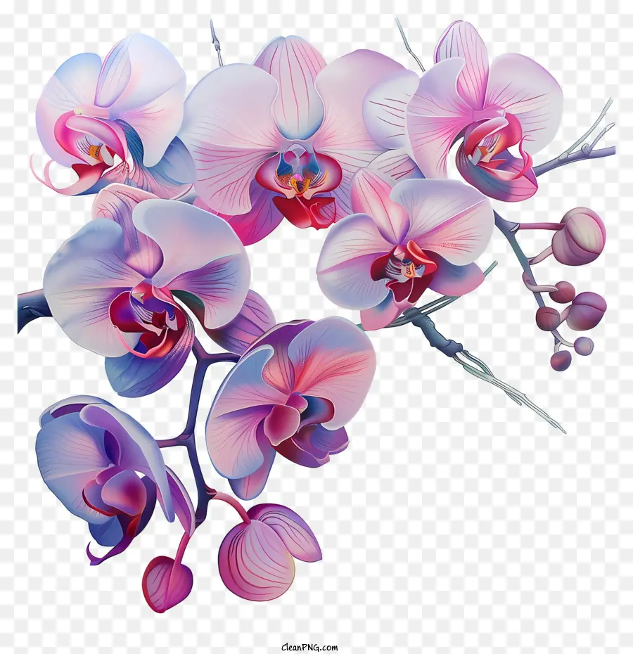 Jour D'orchidée，Les Orchidées PNG