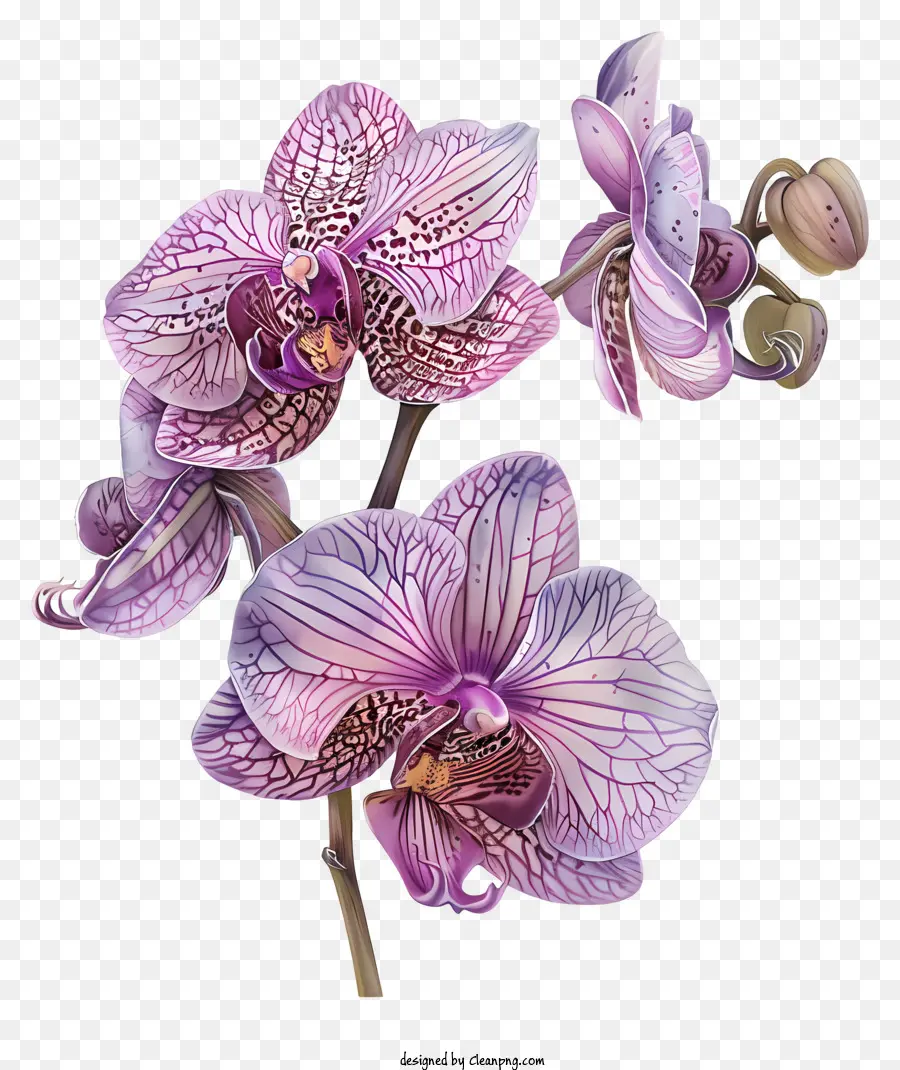 Jour D'orchidée，Violet Orchidée PNG