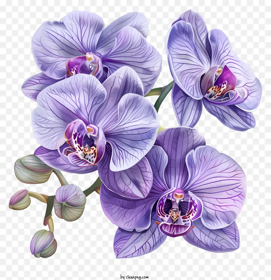 Jour D'orchidée，Orchidées Violettes PNG