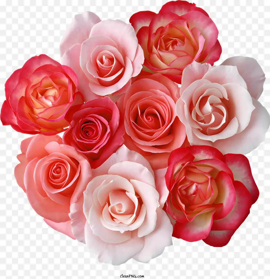 Fleur，Roses PNG