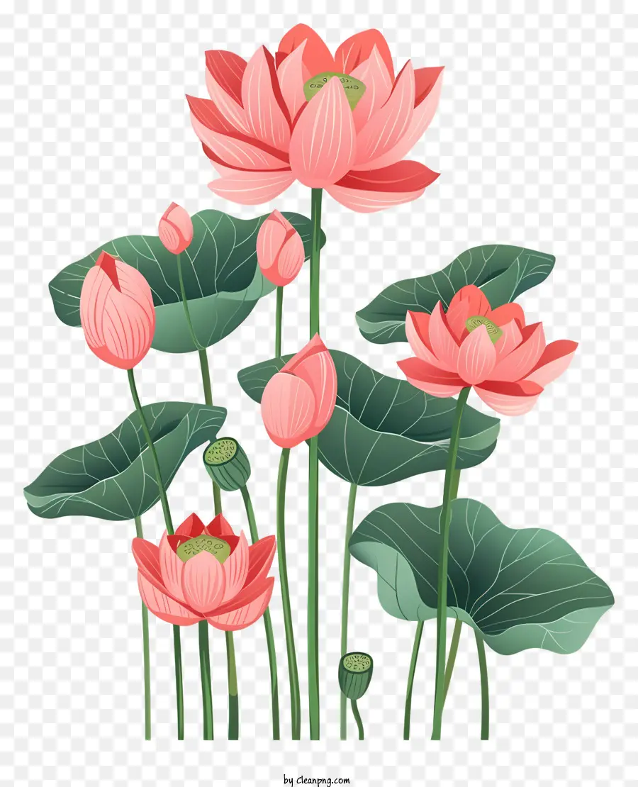 Des Fleurs De Lotus，Fleurs Roses PNG