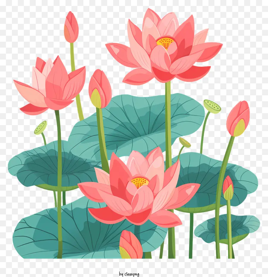 Des Fleurs De Lotus，Lotus Rose PNG