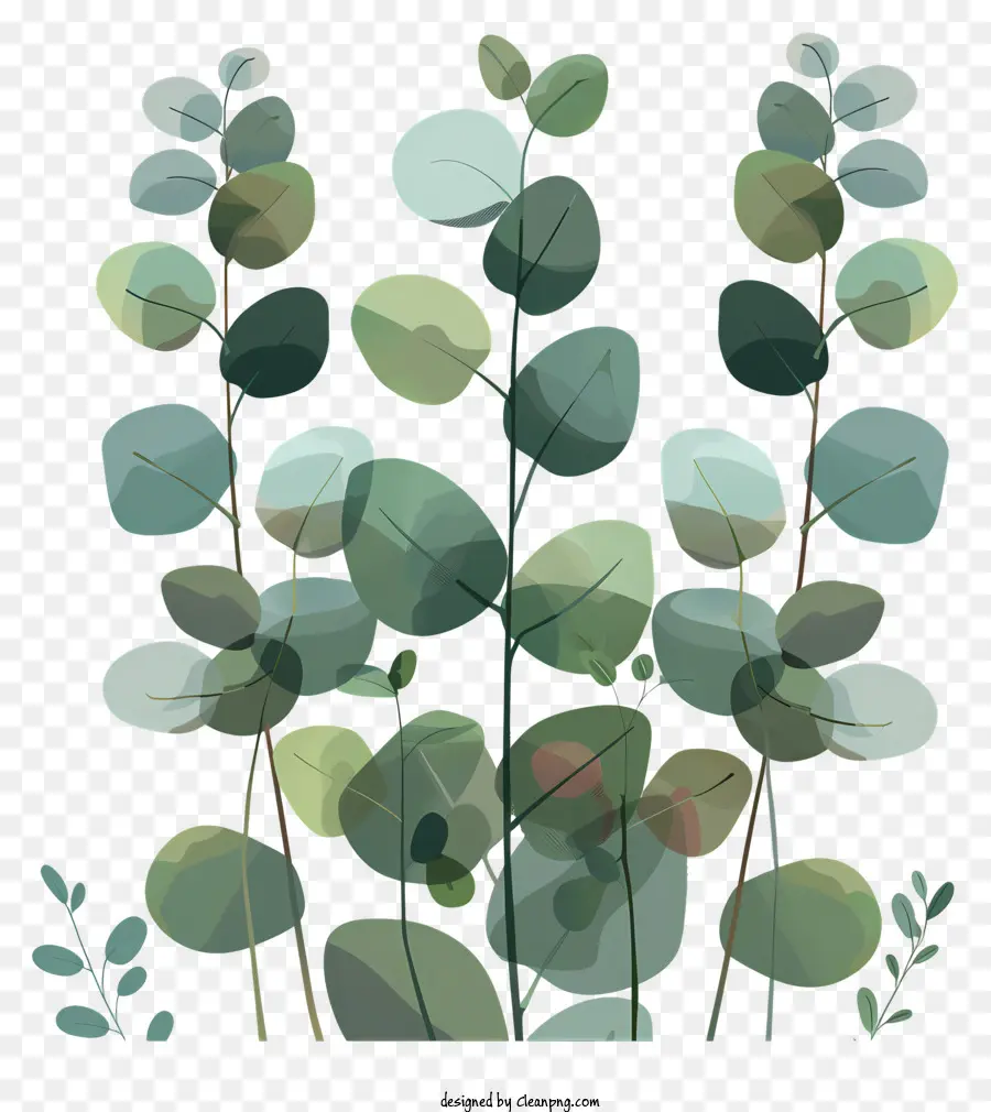 Les Feuilles D'eucalyptus，Les Plantes PNG