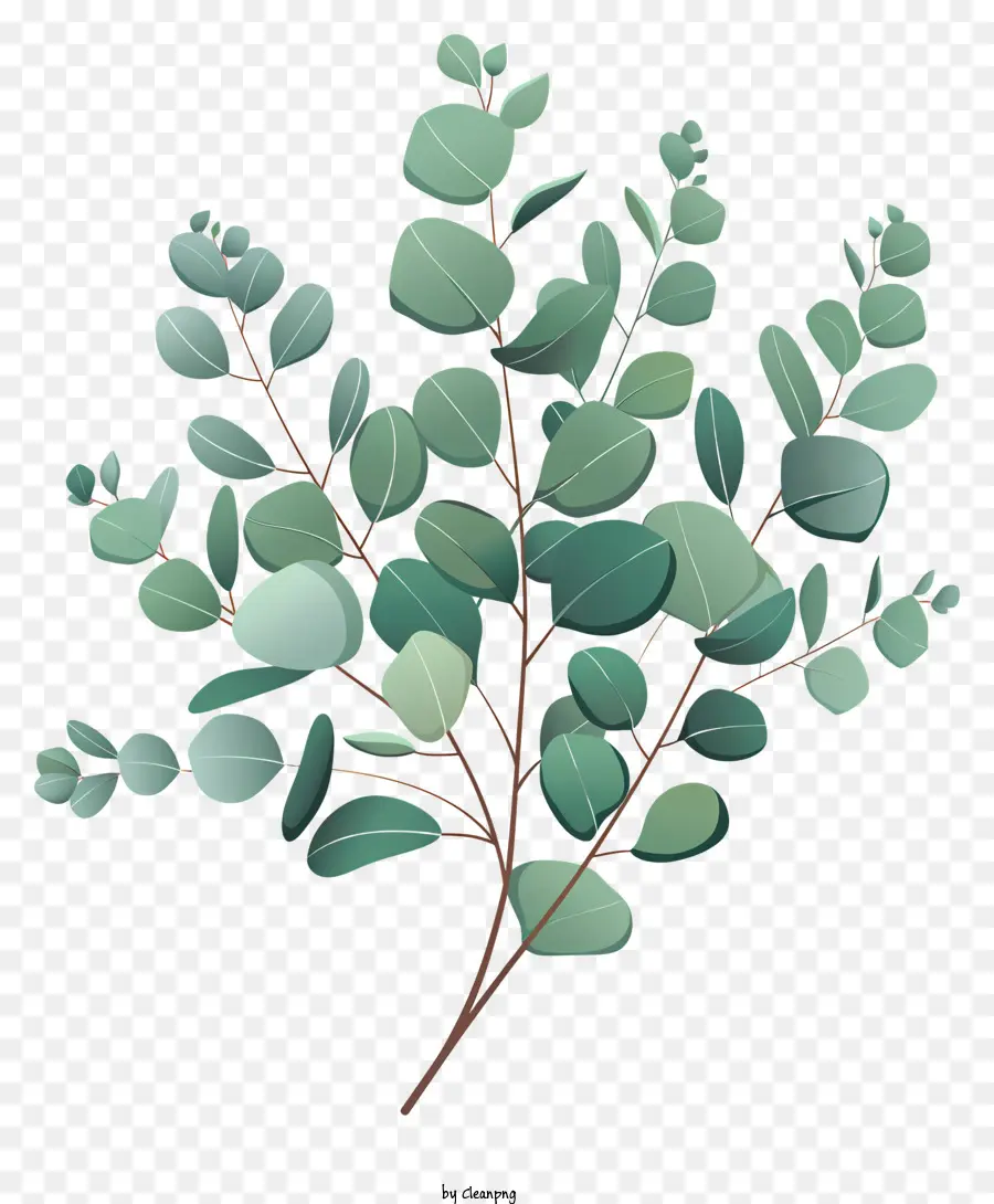 Les Feuilles D'eucalyptus，Eucalyptus PNG