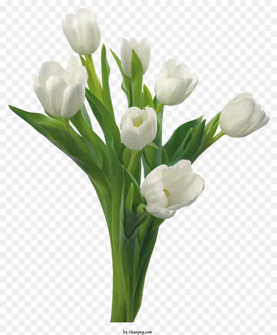 Fleur，Tulipes PNG