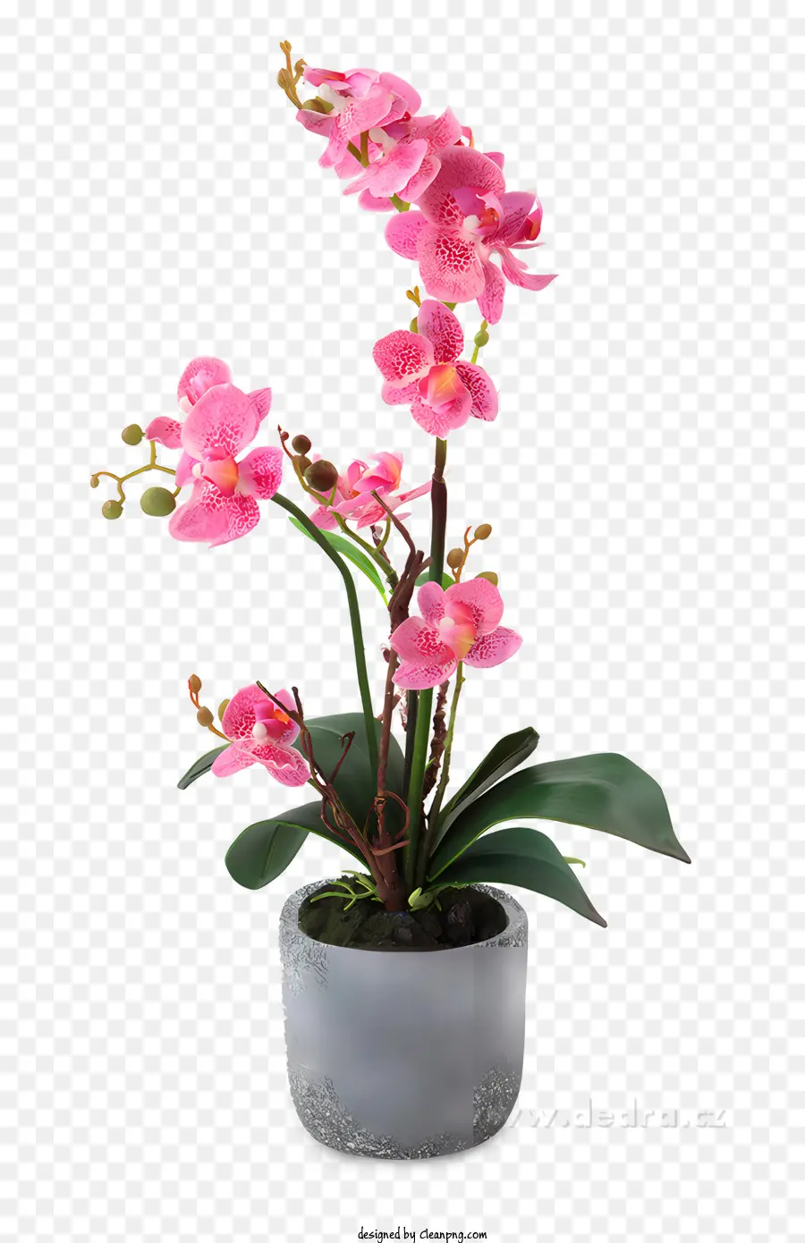 Fleur，Orchidée Rose PNG