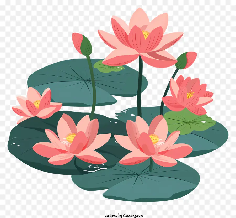 Des Fleurs De Lotus，Les Nénuphars PNG