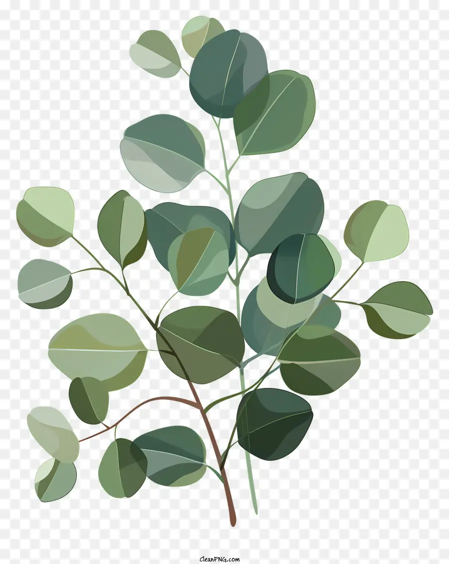 Les Feuilles D'eucalyptus，Branche D'arbre PNG