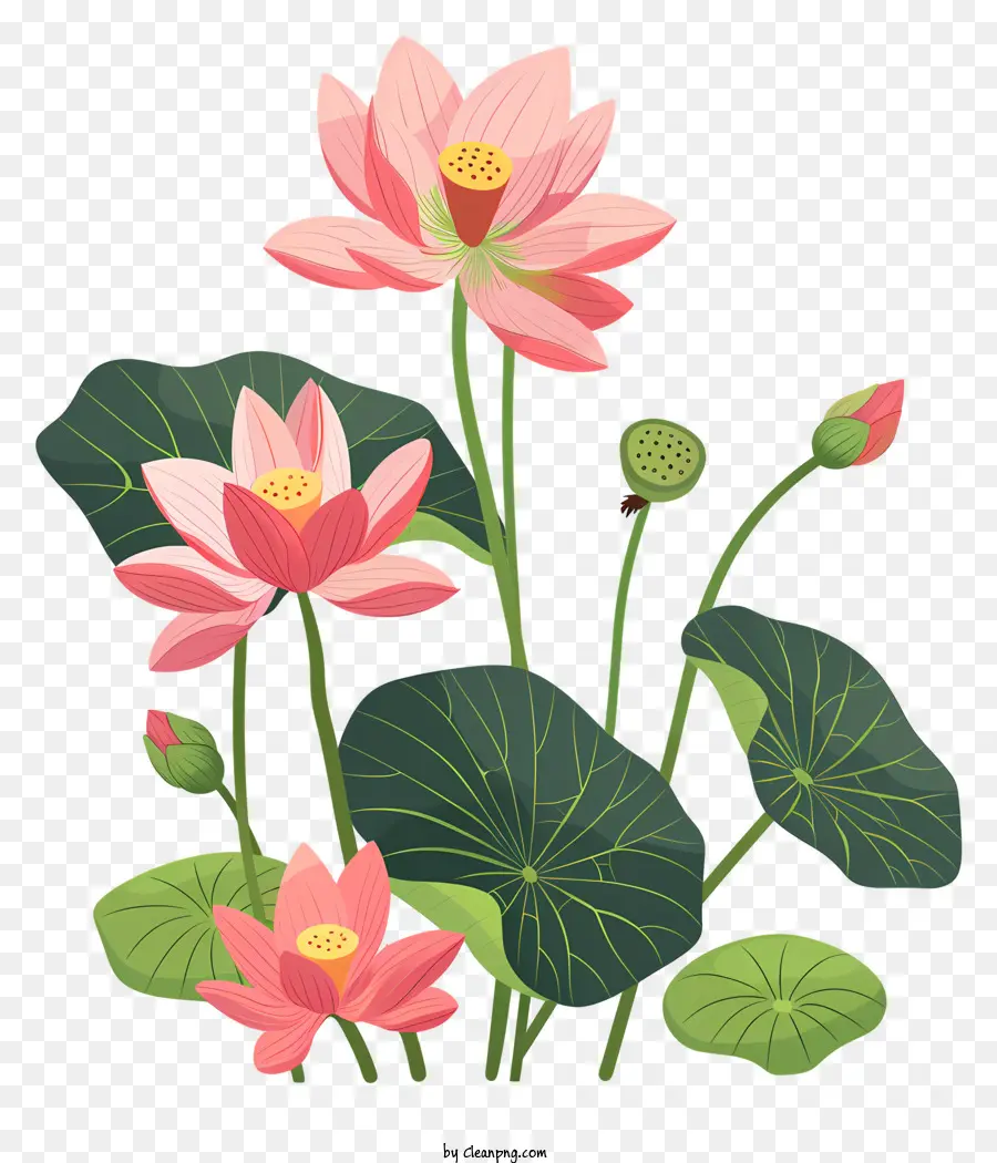 Des Fleurs De Lotus，Fleurs De Lotus Rose PNG