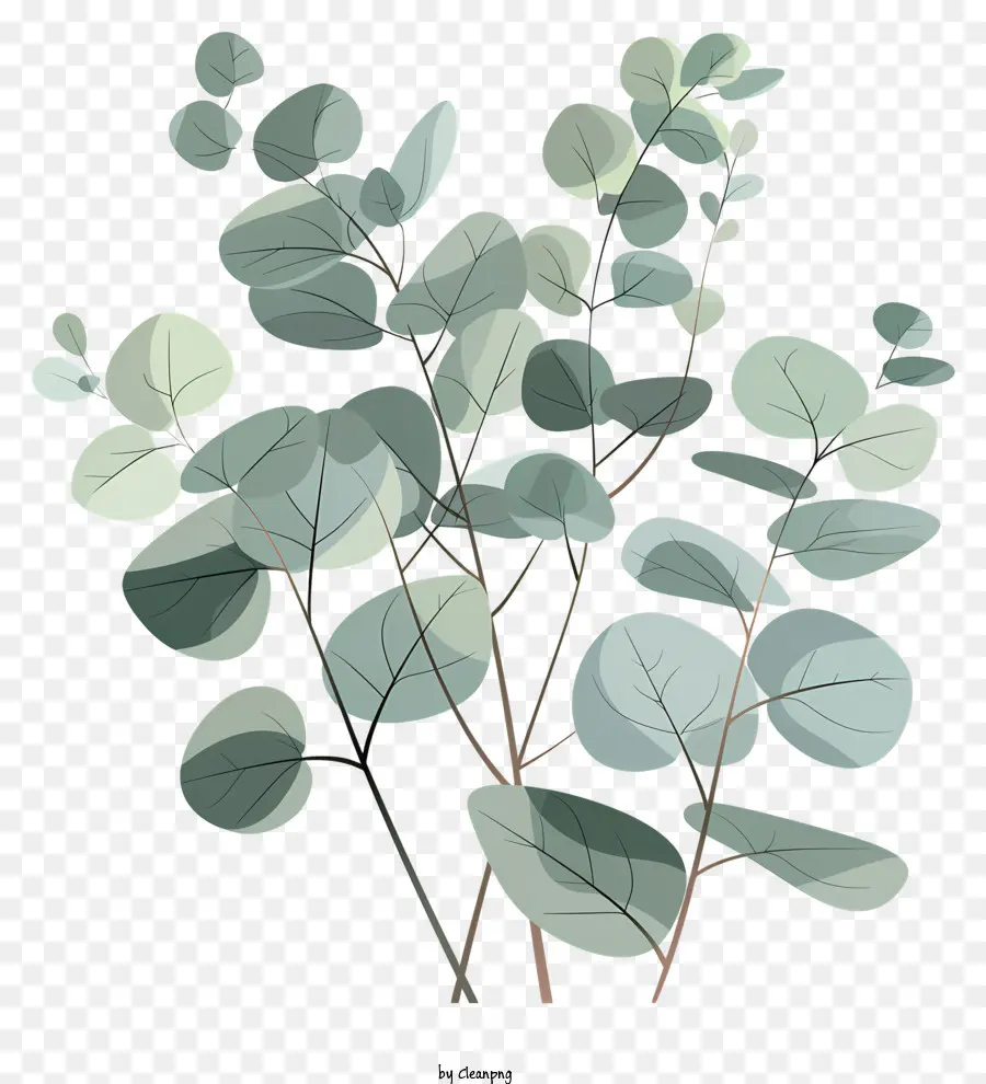 Les Feuilles D'eucalyptus，L'eucalyptus De La Plante PNG