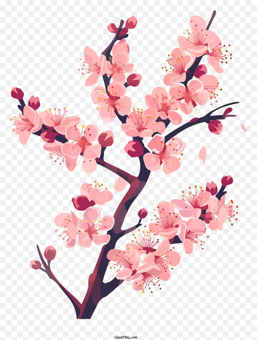 Fleur De Cerisier，Fleurs Roses PNG