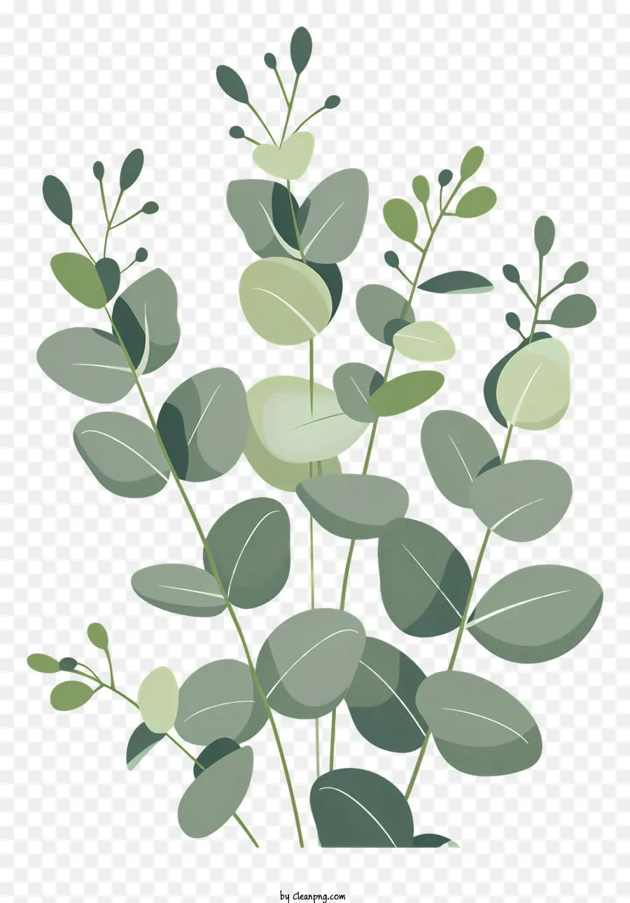 Feuilles D'eucalyptus，Plantes PNG