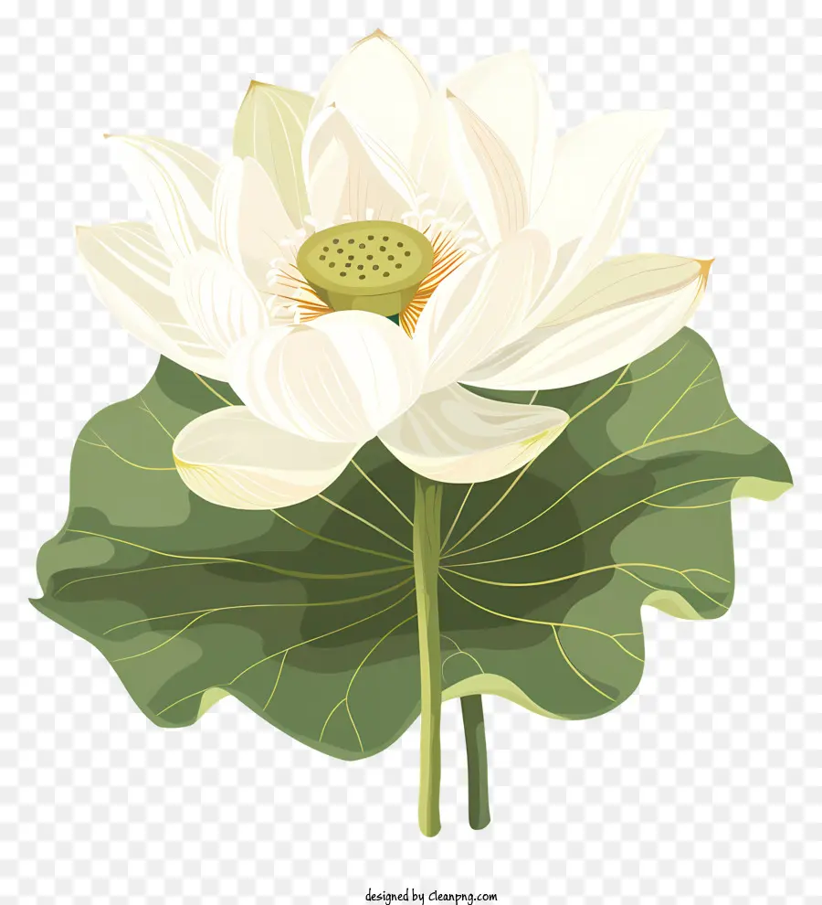 Lotus Blanc，Fleur De Lotus PNG