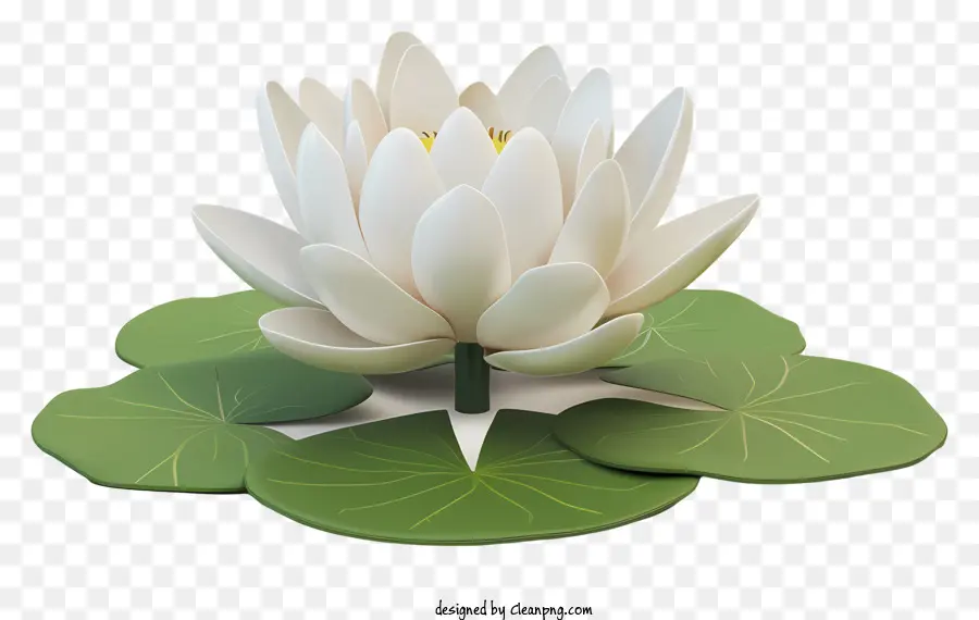 Lotus Blanc，Feuilles Vertes PNG