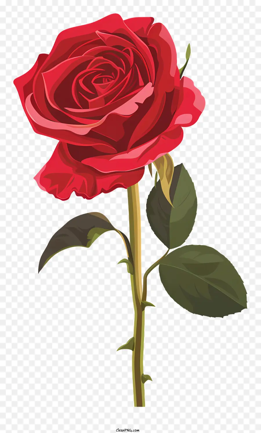 Seule Rose Rouge，Rose Rouge PNG