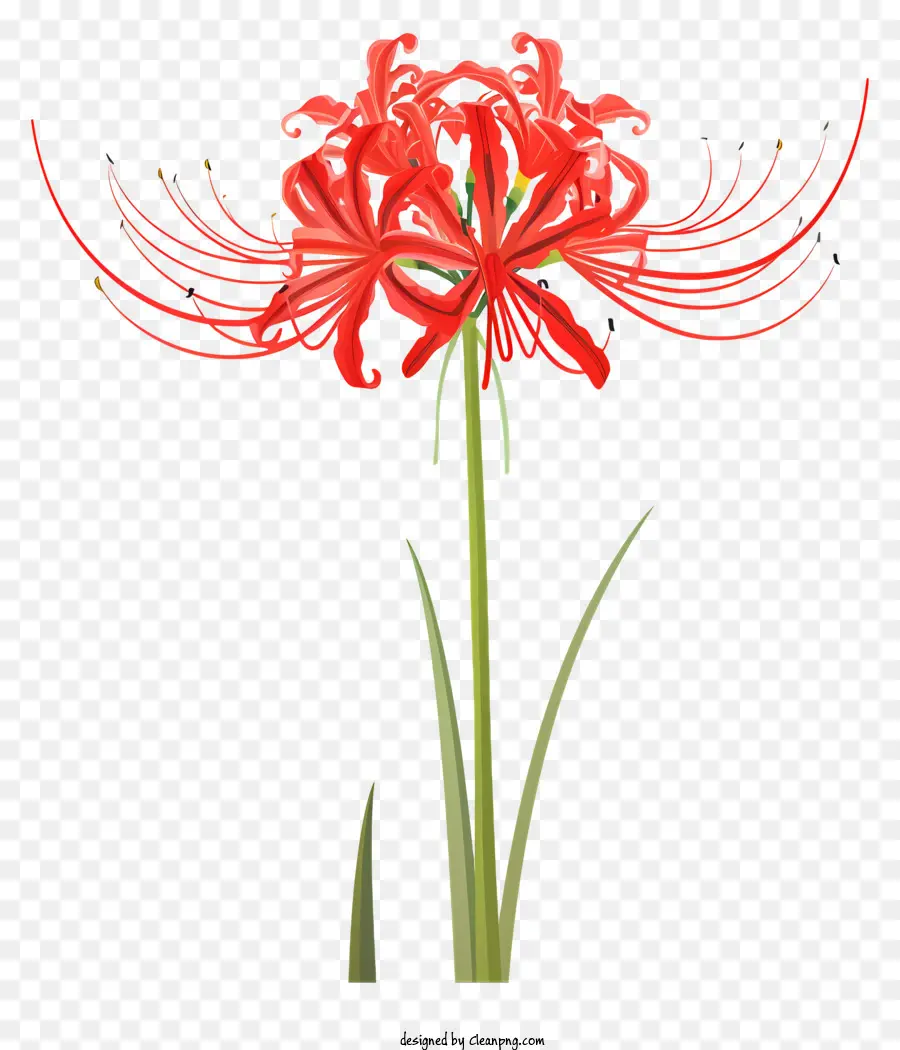 Araignée Rouge Lily，Fleur Rouge PNG