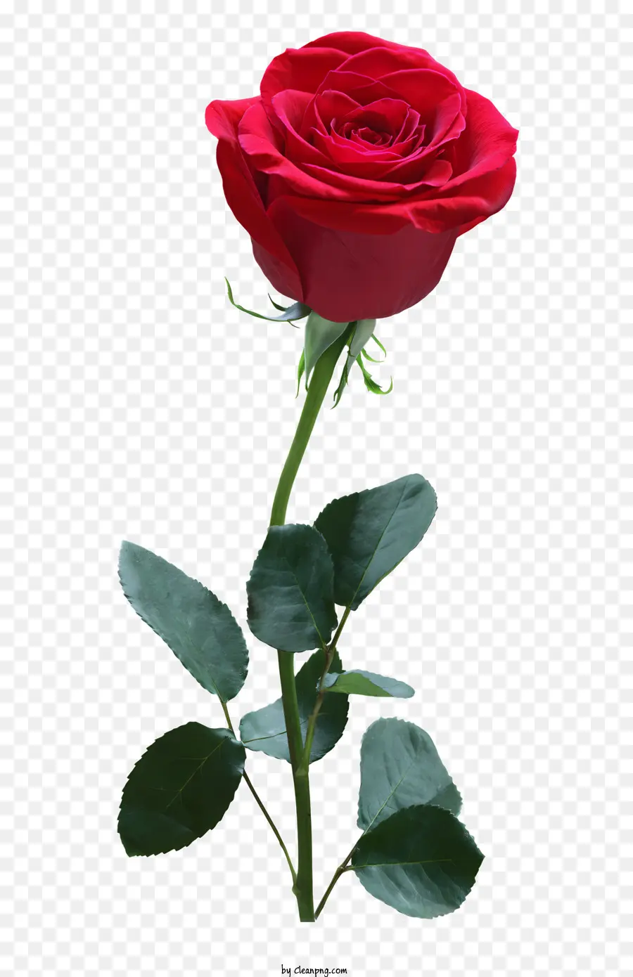 Fleurs，Rose Rouge PNG