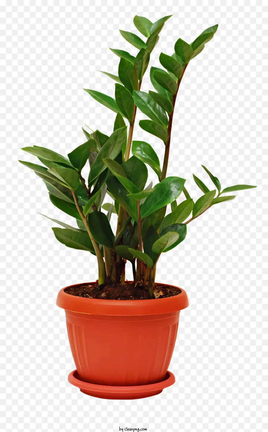 Plantes En Pot，Plante En Pot PNG