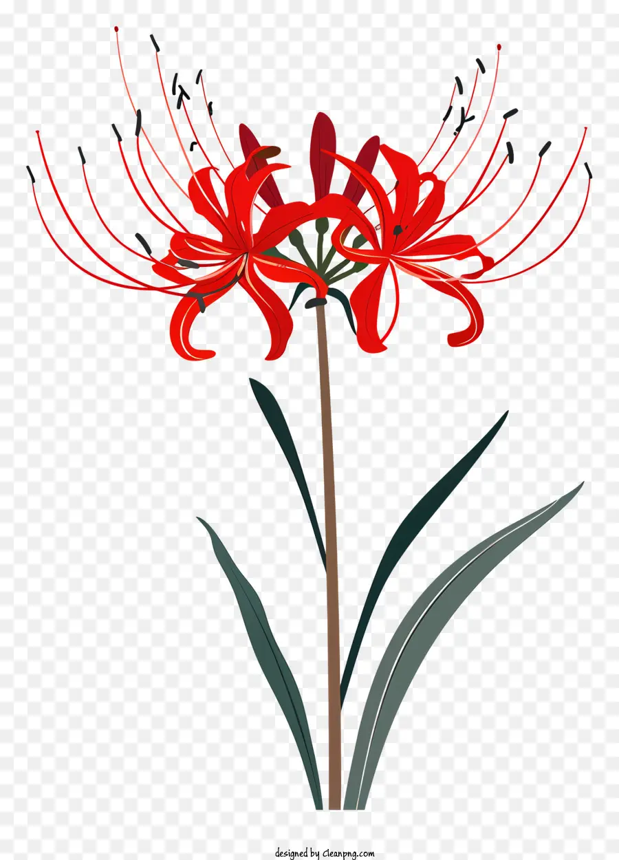 Araignée Rouge Lily，Fleur Rouge PNG