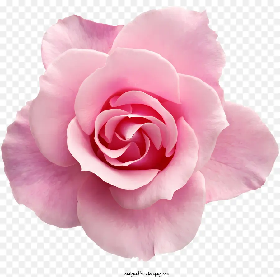 Fleurs，Rose Rose PNG
