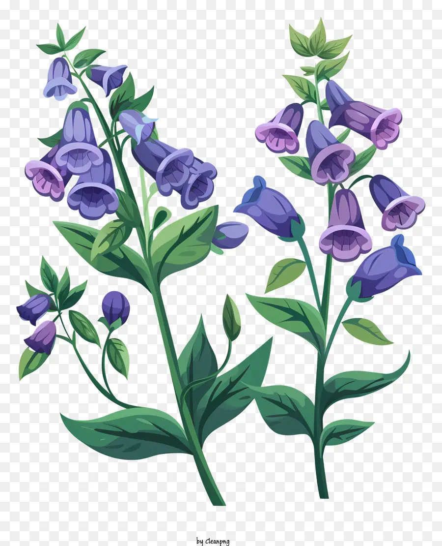 Herbe Skullcap，Fleur Bleue PNG