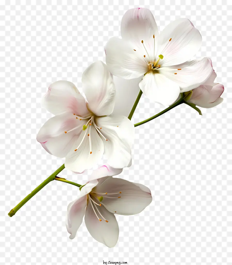 Fleurs，Fleurs Blanches PNG