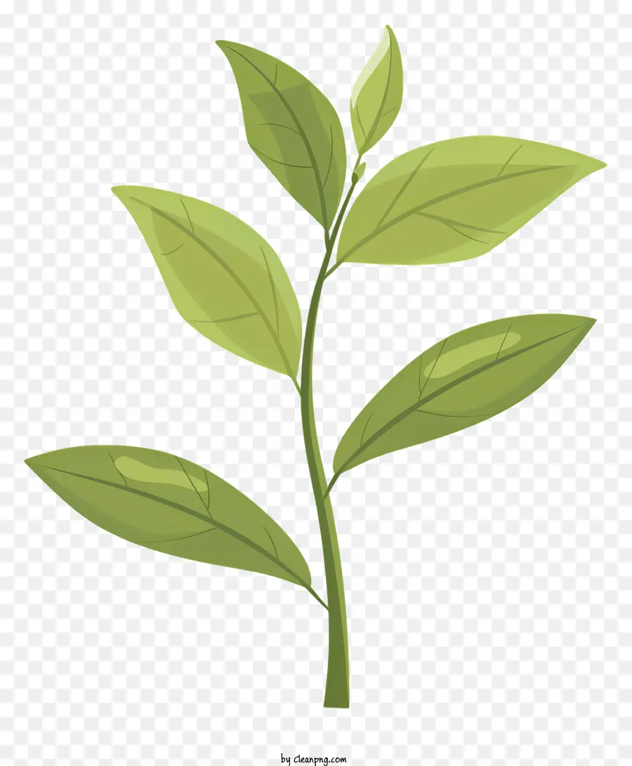 Feuille De Thé Vert，Plante Verte PNG