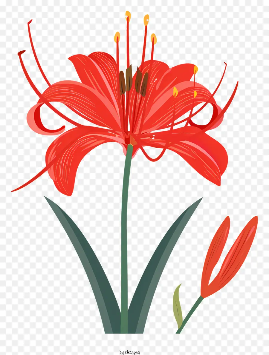 Araignée Rouge Lily，Lily Rouge PNG