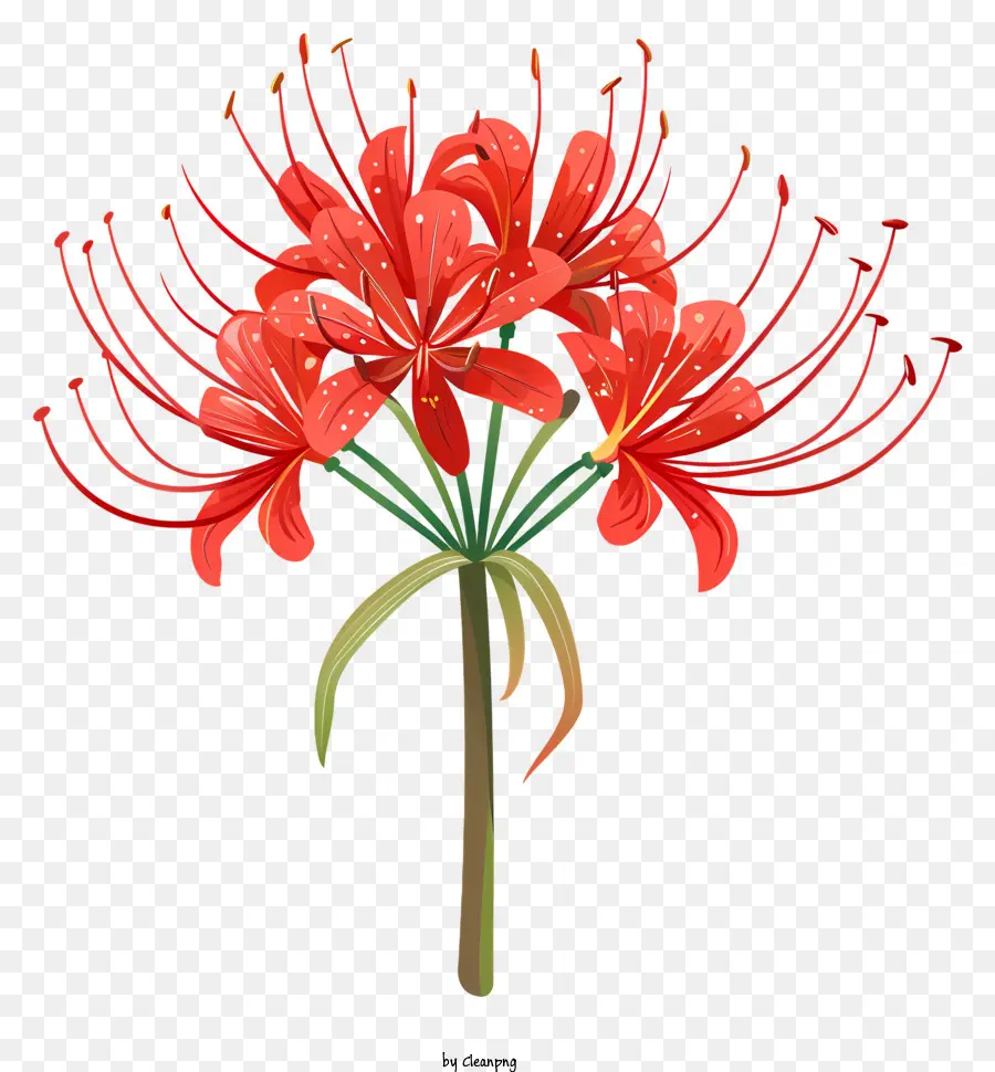 Araignée Rouge Lily，Fleur Rouge PNG