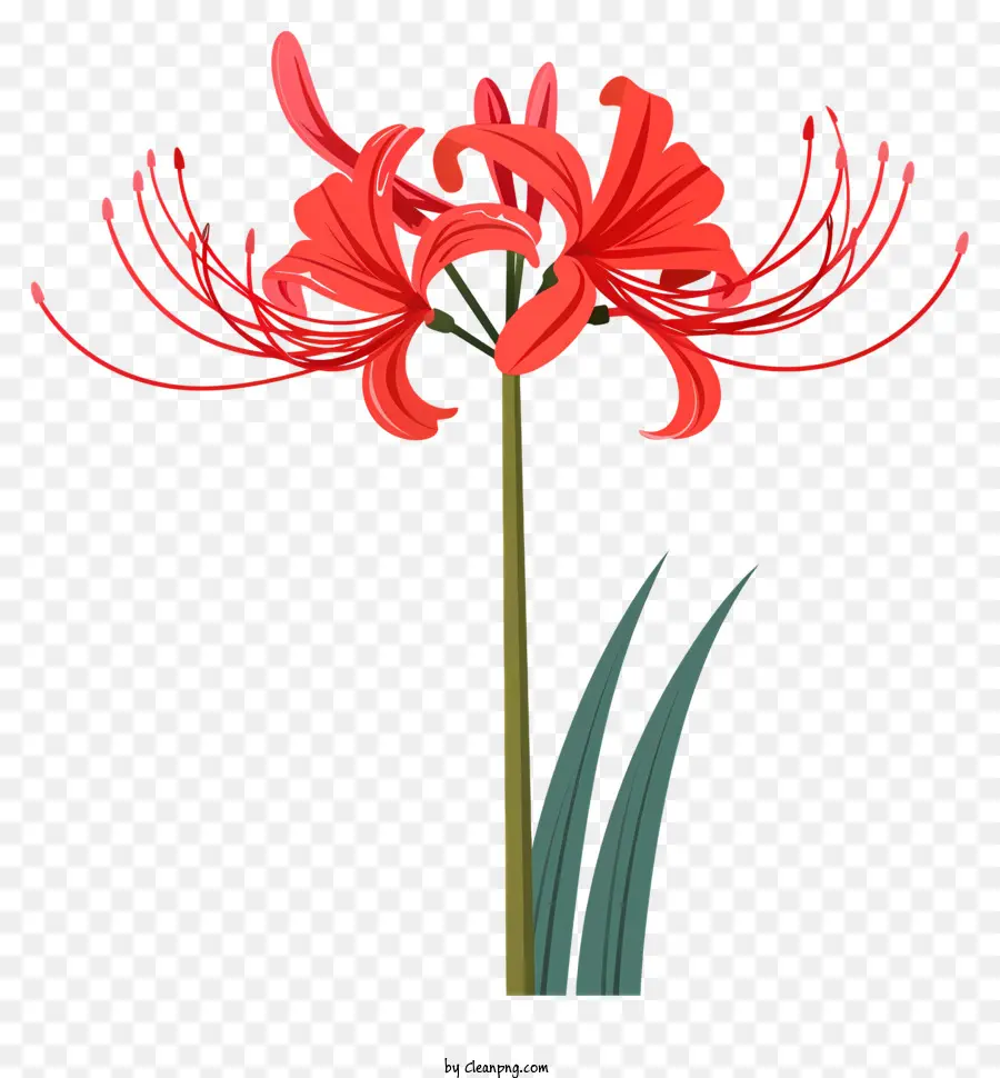 Lys Araignée Rouge，Fleur Rouge PNG